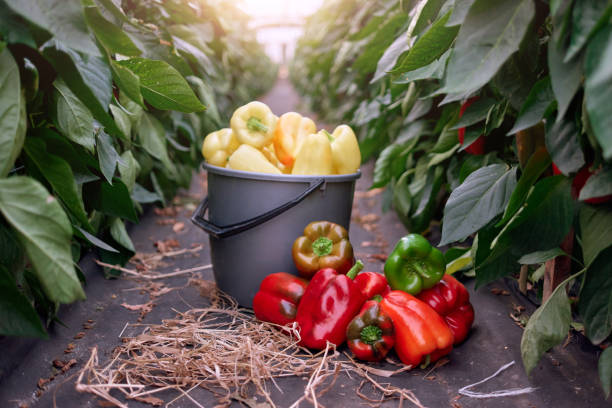 pimientos maduros jugosos en invernadero comercial. - pepper bell pepper growth ripe fotografías e imágenes de stock