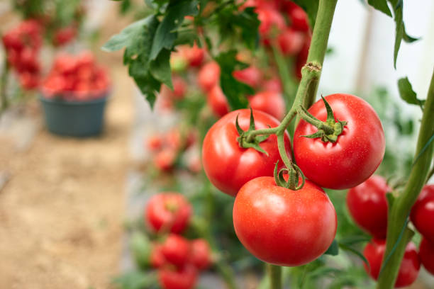 istock Homegrown tomato vegetables in greenhouse. 1132374872