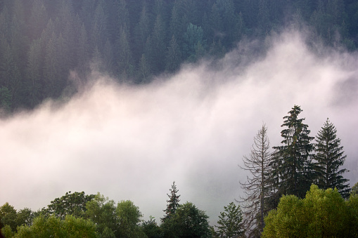 Panoramic view of misty forest in Carpathian mountains. Foggy forest and mountains. Beautiful nature scene.