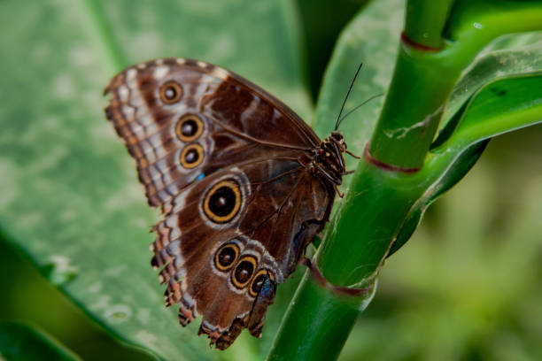 istock Close up from beautiful Butterfly over a plant 1132377303