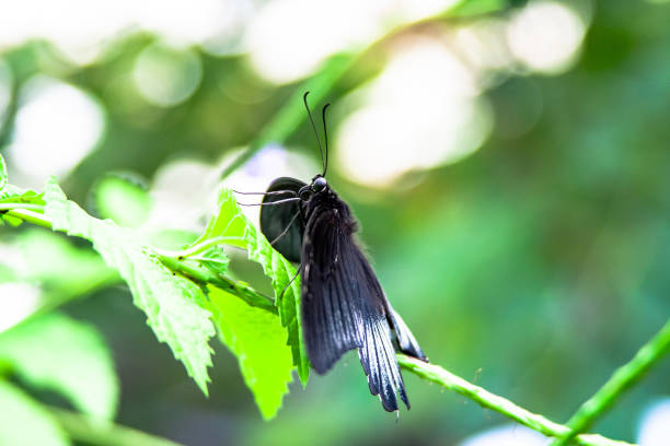 istock Close up from black Butterfly over a leaf 1132377336
