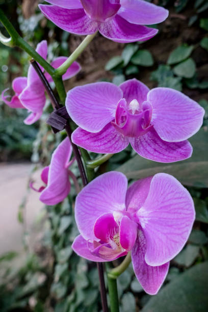 istock purple orchid 1132378315