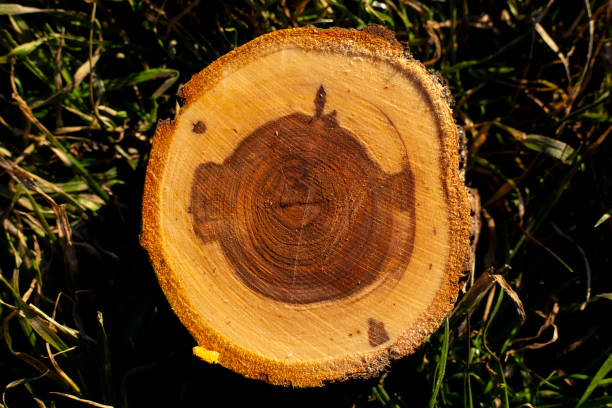 texture of cut stumps of cherry with beautiful circles