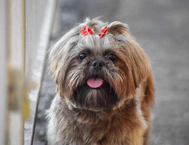 istock Cute Shih Tzu Dog 1132380673