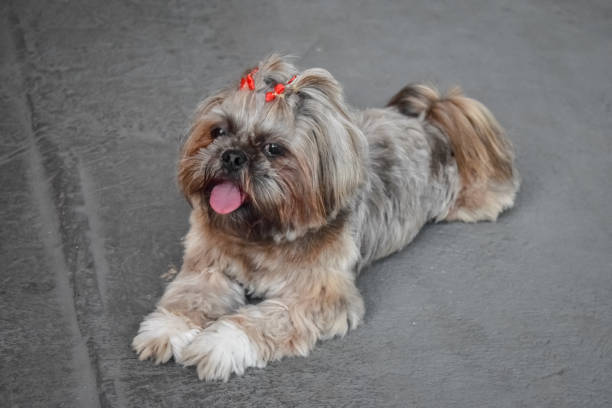 istock Cute Shih Tzu Dog 1132380799