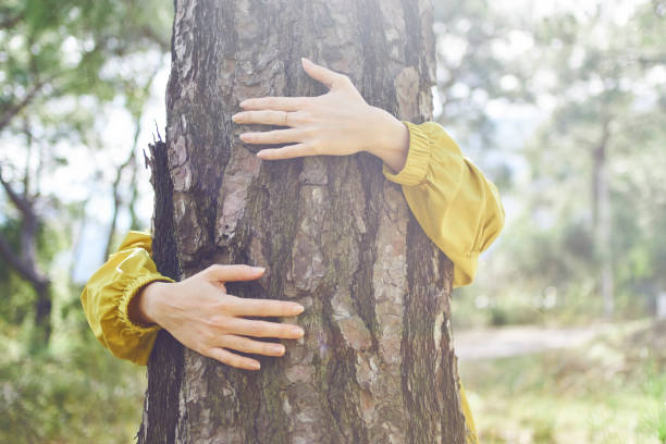 eu amo a natureza - deciduous tree tree trunk nature the natural world - fotografias e filmes do acervo