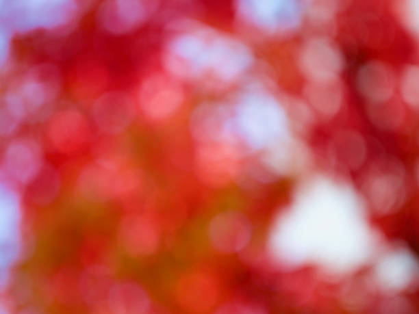 Leaf bokeh in the forest, missed focus Shoot outdoors 밝은 빛 stock pictures, royalty-free photos & images