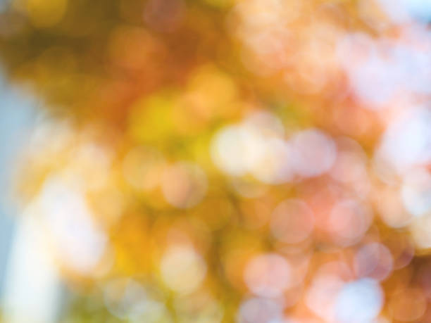 Leaf bokeh in the forest, missed focus Shoot outdoors 밝은 빛 stock pictures, royalty-free photos & images