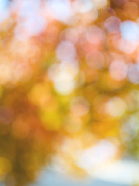Leaf bokeh in the forest, missed focus Shoot outdoors 밝은 빛 stock pictures, royalty-free photos & images