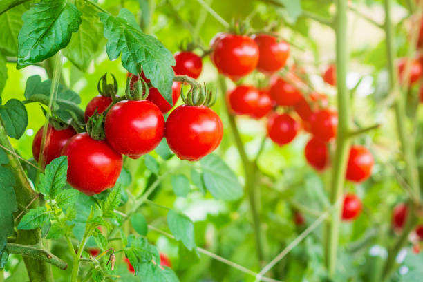 crescita vegetale di pomodori rossi freschi maturi in giardino serra biologico pronto per la raccolta - tomato vegetable greenhouse vegetable garden foto e immagini stock