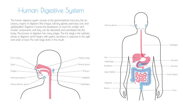 illustrations, cliparts, dessins animés et icônes de illustration isolée de vecteur du système digestif - sublingual