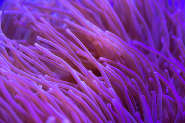 istock Beautiful sea flower in underwater world with corals and  fish. 1132382077