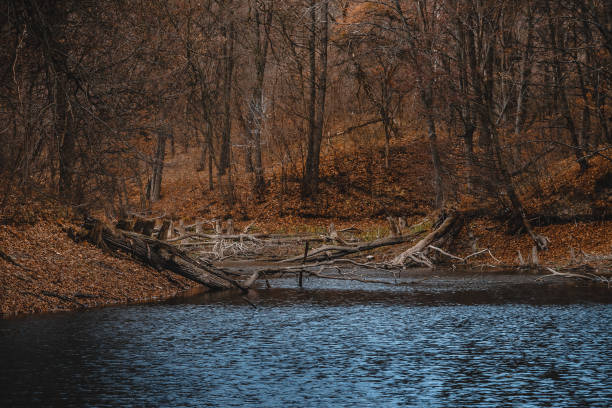 istock Autumn landscape in a park with a lake and fallen dry trees. 1132382284