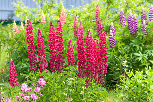 beautiful flowers lupines flowering on a flower bed in a garden. back of yard close up