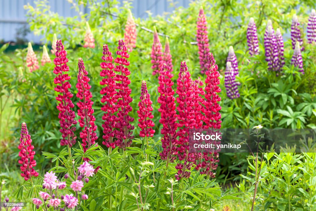 flowers lupines flowering on a flower bed in a garden beautiful flowers lupines flowering on a flower bed in a garden. back of yard close up Lupine - Flower Stock Photo