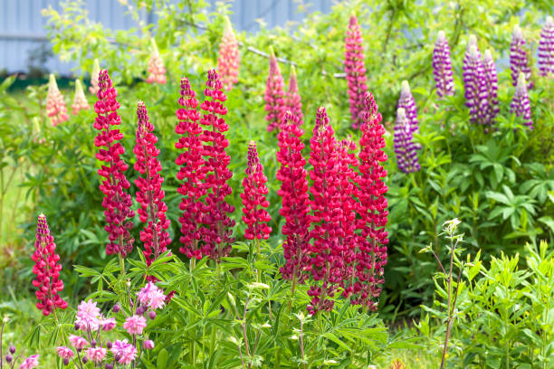 flowers lupines flowering on a flower bed in a garden beautiful flowers lupines flowering on a flower bed in a garden. back of yard close up lupine flower photos stock pictures, royalty-free photos & images