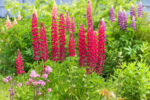 flowers lupines flowering on a flower bed in a garden beautiful flowers lupines flowering on a flower bed in a garden. back of yard close up park leaf flower head saturated color stock pictures, royalty-free photos & images