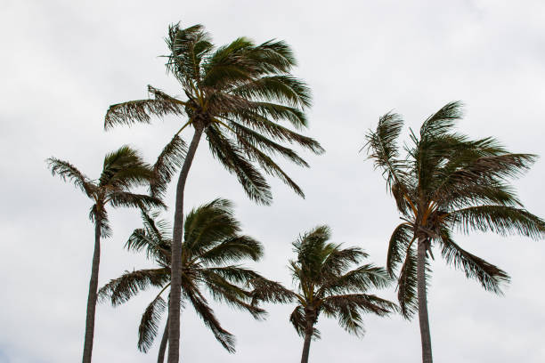 palm trees on background of cloudy sky with strong wind storm windy weather stock photo