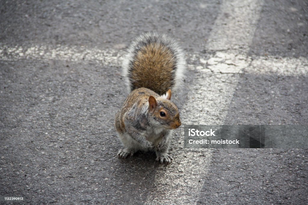 Squirrel begging for food in parking lot Squirrel on pavement begging for food in between parking lot spaces in Niagara Falls State Park, NY, USA 2019 Stock Photo