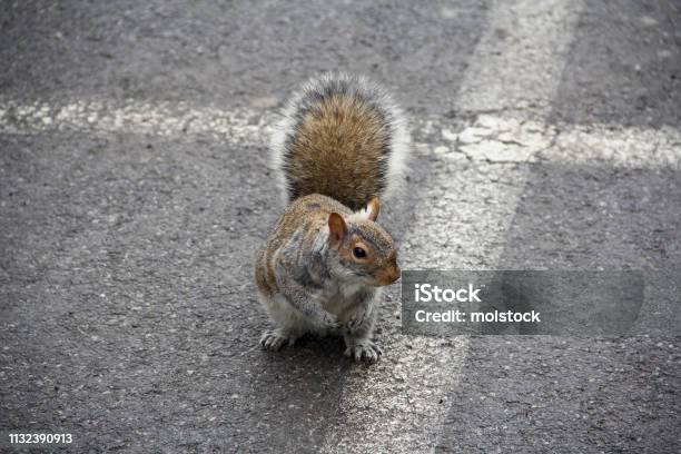 Squirrel Begging For Food In Parking Lot Stock Photo - Download Image Now - 2019, Animal, Animal Body Part