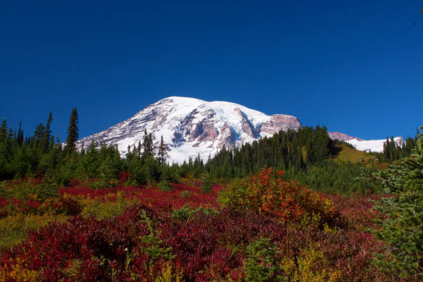 istock Mount Rainier Behind Trees and Red Foliage 1132391147