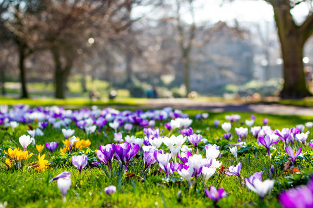 krokusblumen - crocus blooming flower head temperate flower stock-fotos und bilder