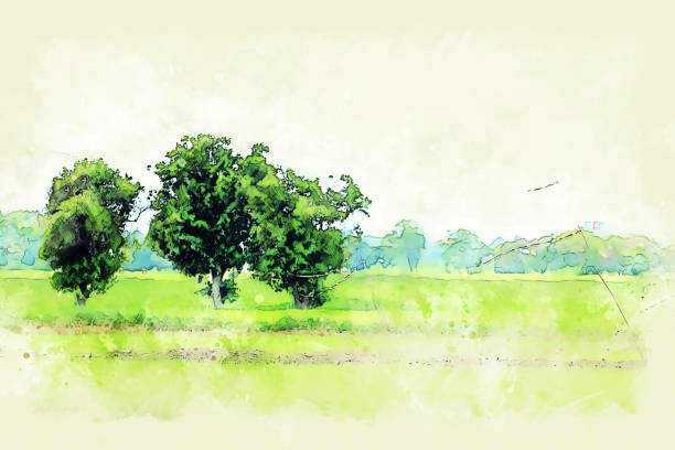 istock Beautiful Rice fields and tree watercolor illustration painting background. 1132391292