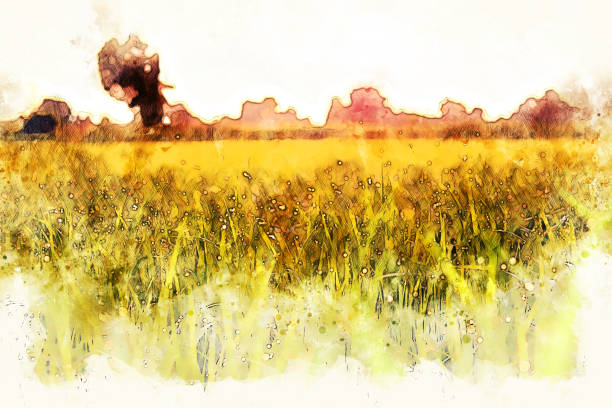 Abstract beautiful Rice fields in sunlight morning watercolor illustration painting background.