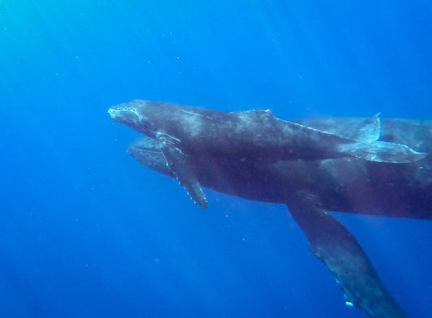 istock Humpback whales of the North Pacific 1132392884