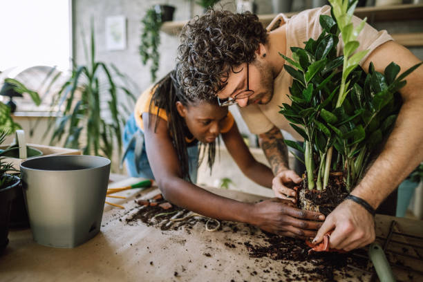 duro trabajo multi étnico pareja plantación en su floristería - plantar en maceta fotografías e imágenes de stock