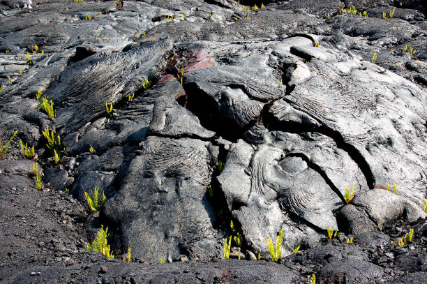 istock Lava field at Kalpana, Hawaii 1132393000