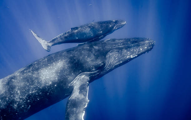 istock Humpback whales of the North Pacific 1132393152