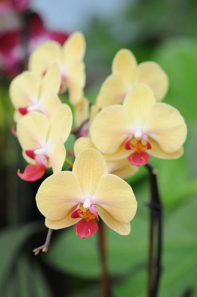 orquídea falenópsis (phalaenopsis hybride - geschützt imagens e fotografias de stock