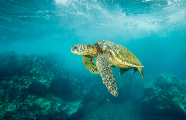 istock Hawaiian Green Sea Turtle 1132393738