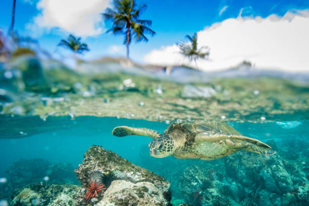 tortuga verde hawaiana del mar - isla grande de hawai islas de hawai fotografías e imágenes de stock