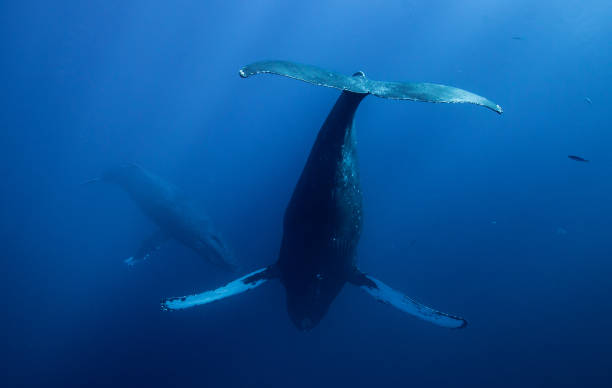istock Humpback whales of the North Pacific 1132394904