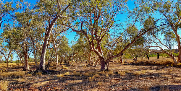 istock Alice Springs and the Australian Outback 1132394913