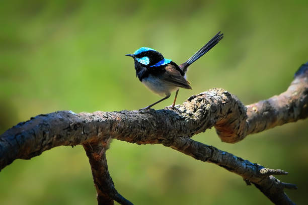 Variegated fairy wren eating a spider