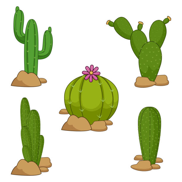 559 Silhouette Of The Cute Cactus Stock Photos, Pictures & Royalty-Free  Images - iStock