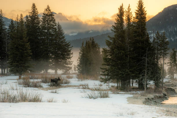 Lone moose in serene early morning setting