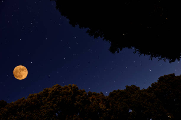 istock Looking up at treetops with full moon 1132395772