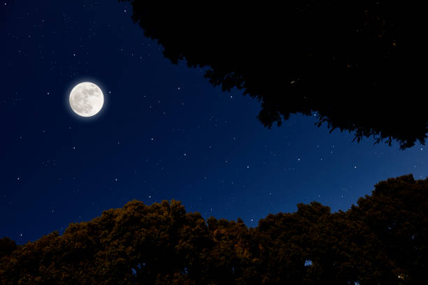 istock Looking up at treetops with full moon 1132395776