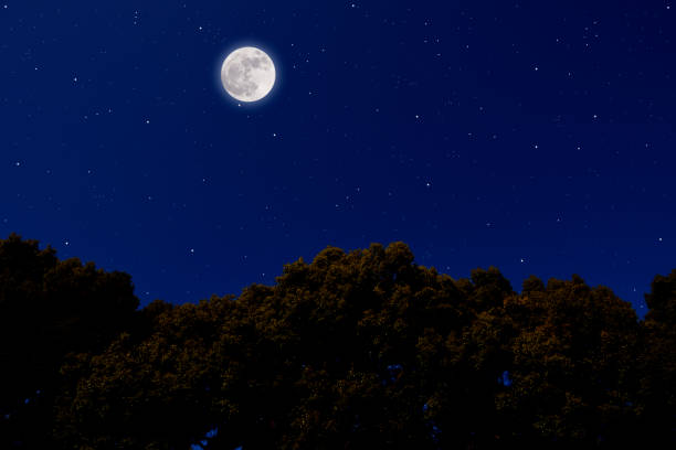 istock Looking up at treetops with full moon 1132395779