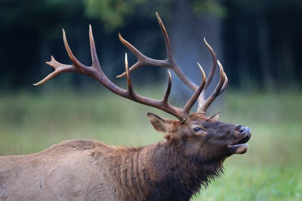 Strong male elk calls for females in North Carolina Strong male elk calls for females in North Carolina bugling photos stock pictures, royalty-free photos & images