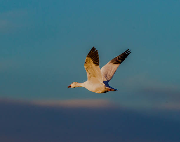 istock Solitary snow geese in dusk lighting 1132396857