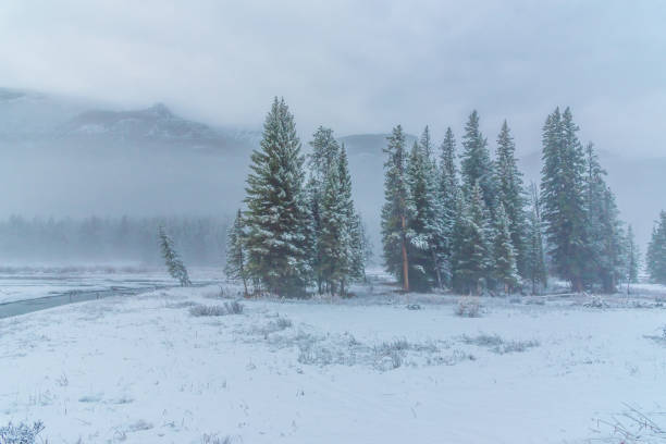 istock Scenes near Pebble Creek campground Yellowstone 1132398690