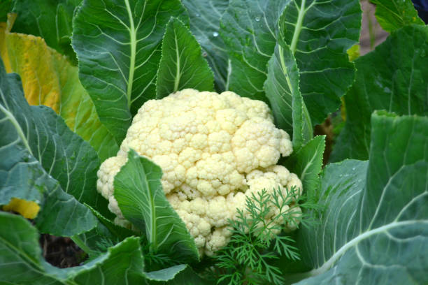 istock Cauliflower in the nature 1132399083