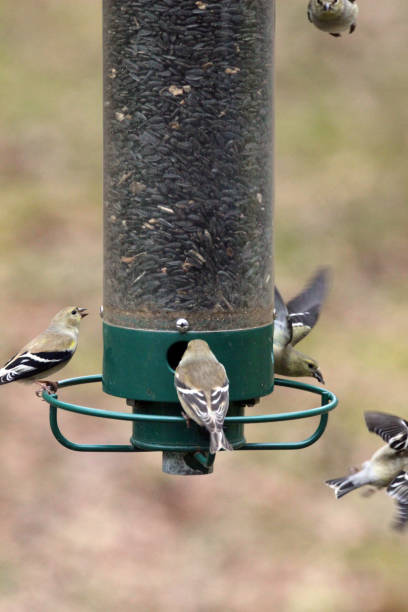 istock American Goldfinch Fluttering Around Bird Feeder 1132401977