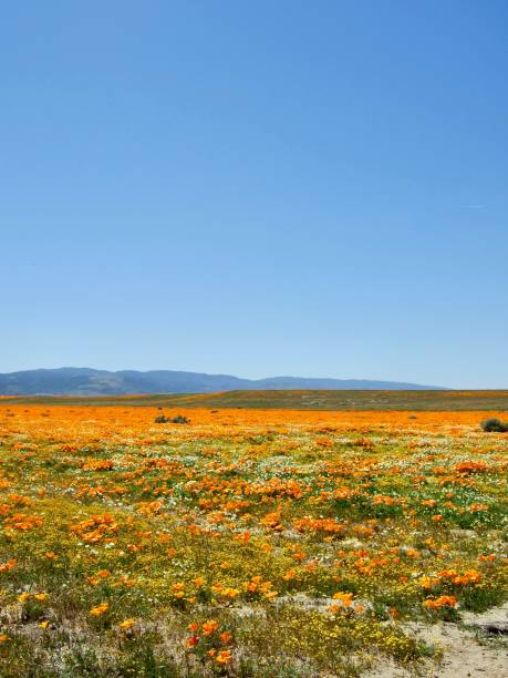 American life / California Poppy.Orange Carpet as far as you can see. at Antelope Vally,CA antelope valley poppy reserve stock pictures, royalty-free photos & images