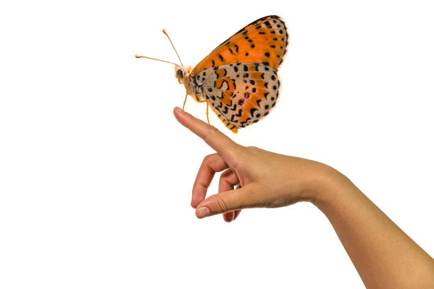 istock buttefly on finger hand isolated 1132402462